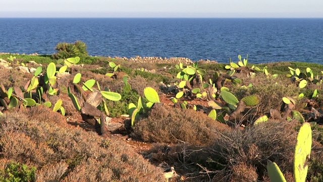 mediterraneo