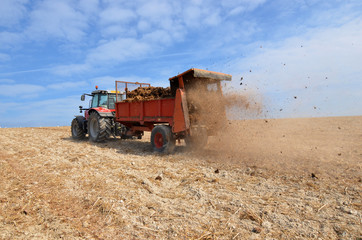 Obraz premium épenfre le fumier