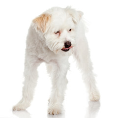 White dog on white background