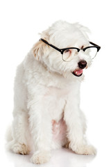 dog in glasses isolated on white background