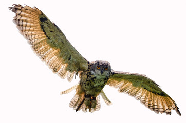 Eagle owl flying towards camera
