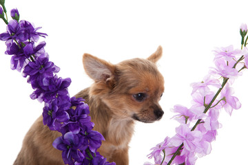 chihuahua dog with  flowers on white background.