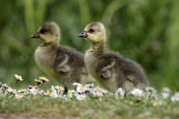 Greylag goose, Anser anser