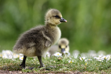 Obraz premium Greylag goose, Anser anser