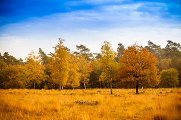 Fototapeta na wymiar Colorful autumn landscape. Beautiful autumn forest