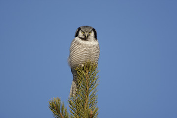 Hawk owl, Surnia ulula