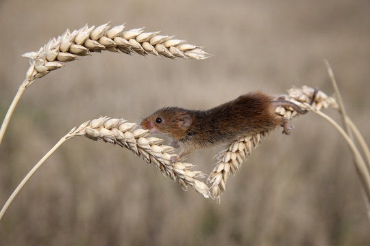 Harvest Mouse, Micromys Minutus