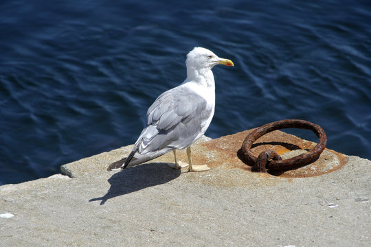 gaviota en el puerto