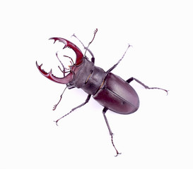 Stag-beetle