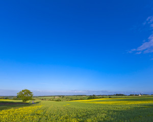 Oilseed Rape, Canola, Biodiesel Crop