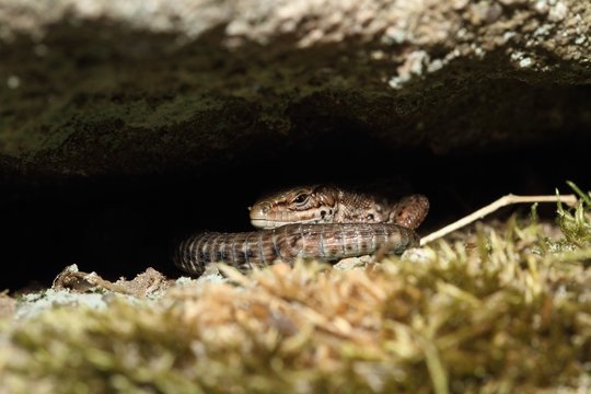 Lizard sleeps in hiding place.