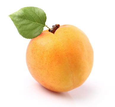 One apricot with leaf