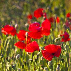Obraz premium Wild poppies