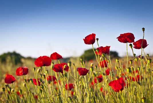 Wild poppies © travelwitness