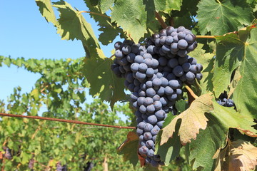 Grappoli di uva nera - Row of black grapes