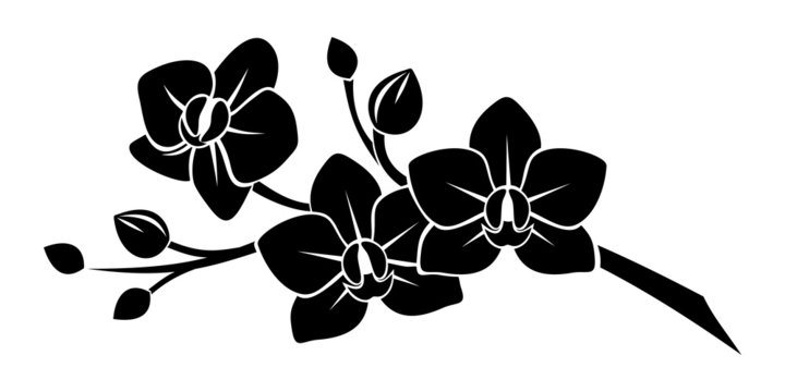 Black silhouette of orchid flowers. Vector illustration.