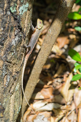 Iguana on a tree (Maldives - Lhaviyani Atoll)