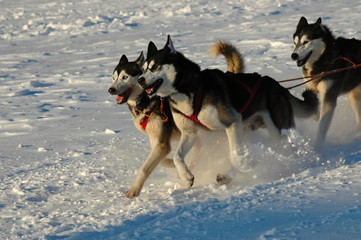 Dog sledding