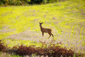 Deer in nature