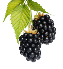 two blackberries