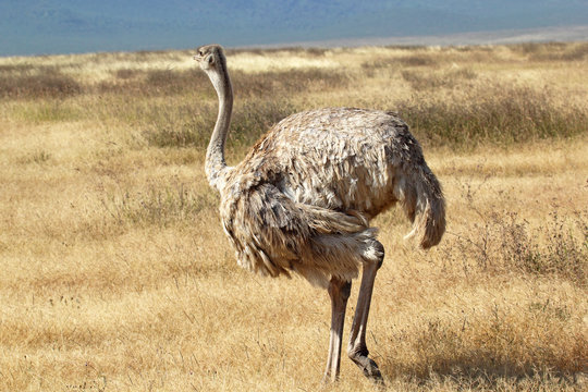Female ostrich looking around
