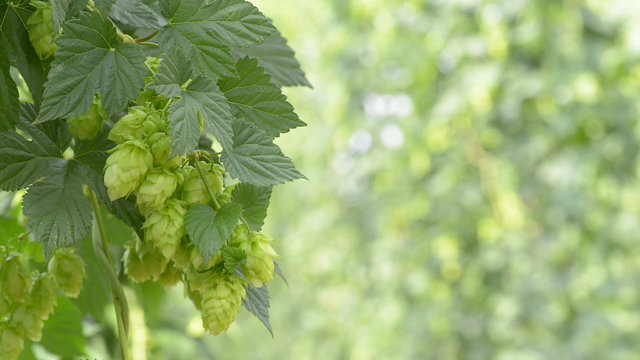 hop-garden