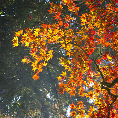 Autumn colours, Acer leaves