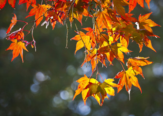 Autumn colours, Acer leaves