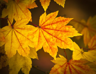 Autumn colours, Acer leaves