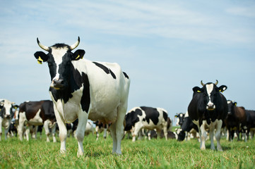 Vache laitière noire blanche sur le pâturage d& 39 herbe verte