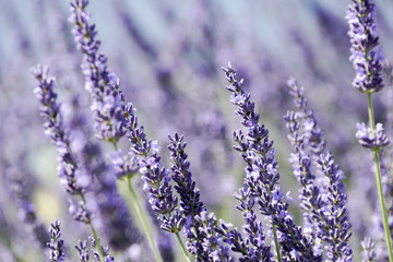 Closeup of lavender