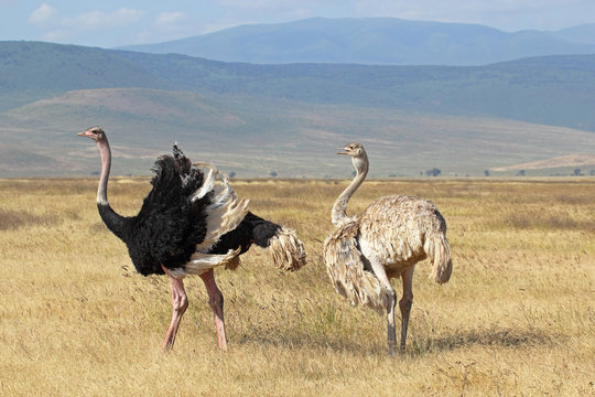 Couple of ostriches breeding