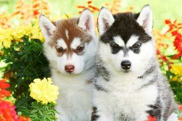 two Siberian husky puppy dog in flowers