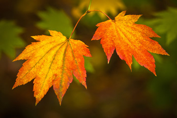 Autumn colours, Acer leaves