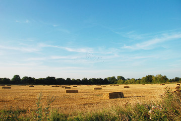 Fototapeta premium Flock of birds above a field of straw bales