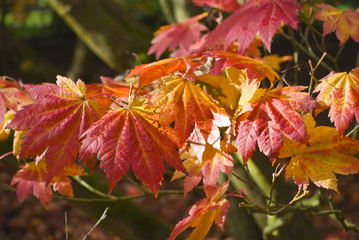 Autumn colours, Acer leaves