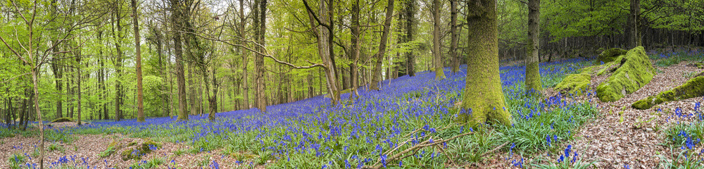 Fototapeta na wymiar Magiczny las i dzikie kwiaty Bluebell