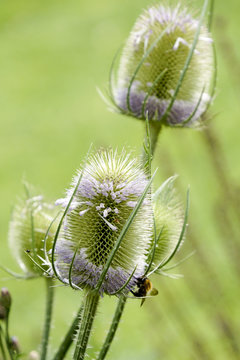 Thisle after bloom