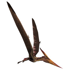 Pteranodon on White © Catmando