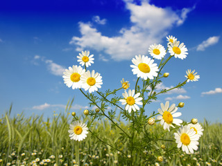 Obraz na płótnie Canvas Kwiaty letnie w polu pszenicy