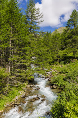 Fototapeta na wymiar Alpejskie łąki w lecie w górach w północnych Włoszech