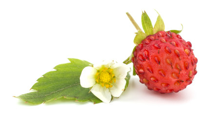 Wild strawberry isolated on white background