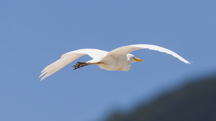 Great Egret (Ardea alba modesta), American subspecies