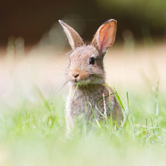 wild rabbit
