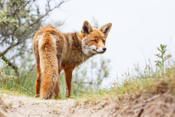 Naklejka na ściany i meble red fox in the dunes