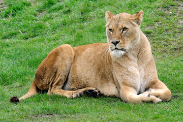 Fototapeta na wymiar Lioness 1