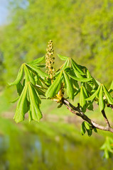 Spring. Young leaves of a chestnut a close up