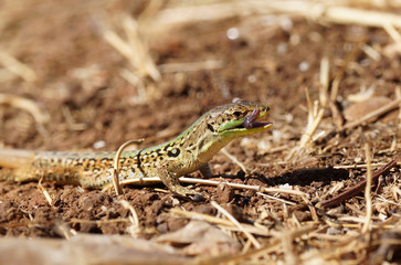 Naklejka premium Sand Lizard (Lacerta agilis) eating insect