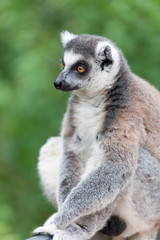 Fototapeta premium Portrait of a lemur against green vegetation