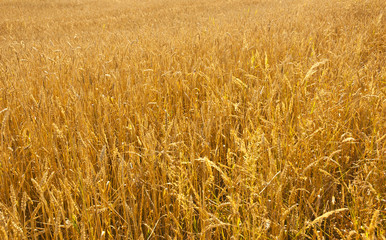 Wheat field right before harvesting